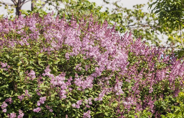 Lilac in spring — Stock Photo, Image