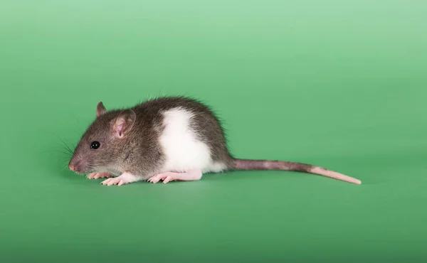 Retrato de estúdio de rato bebé — Fotografia de Stock