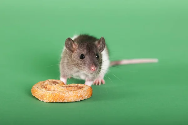 Крыса и печенье — стоковое фото