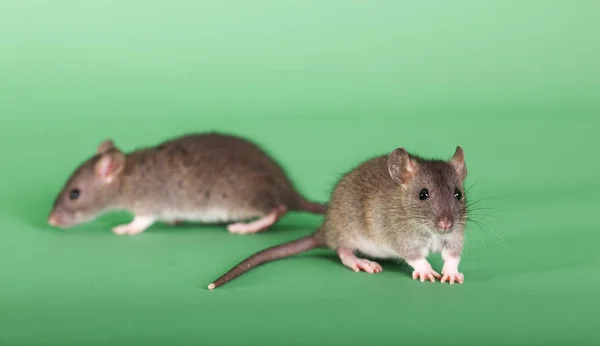 Dos ratas bebé — Foto de Stock