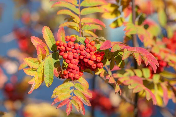 Rowan with ripe berries — Stock Photo, Image