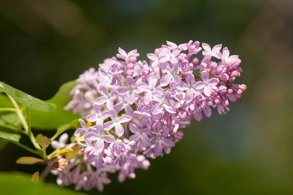 Lilla in primavera — Foto Stock