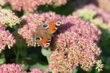 Kırmızı Kelebek Bahçe