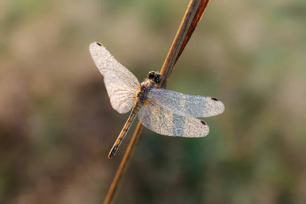 Dragonfly close-up — Stockfoto
