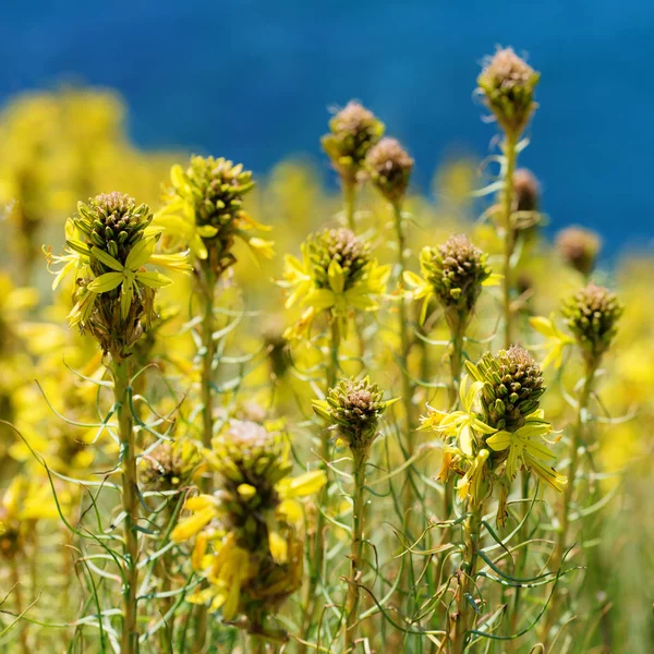 Sárga virágok tavasszal — Stock Fotó
