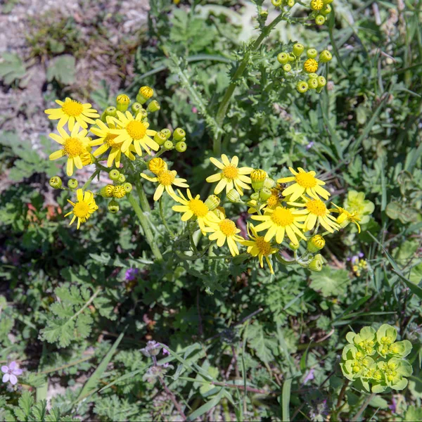 Ragwort floração na primavera — Fotografia de Stock