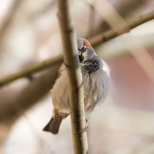 Portret van een nieuwsgierig sparrow — Stockfoto