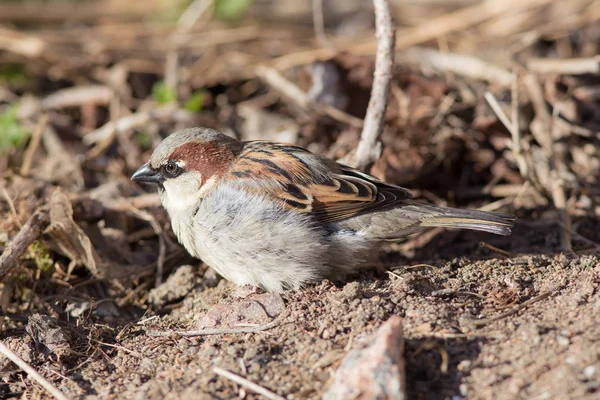 Sparrow fechar — Fotografia de Stock