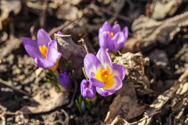 Fialové krokusy na jaře — Stock fotografie