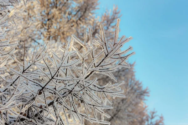 冬の樹氷と枝 — ストック写真