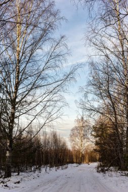 Ormandaki toprak yol