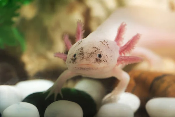 Porträt eines lustigen Axolotls — Stockfoto