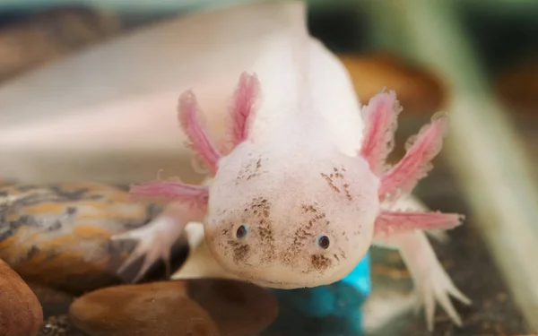 Axolotl divertido en un acuario — Foto de Stock