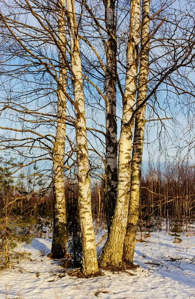 在一个阳光明媚的冬日的白桦树 — 图库照片