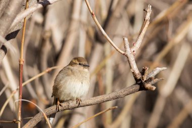 bir bahar dalı serçe