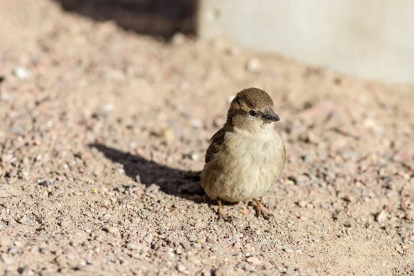 Sparrow på sanden — Stockfoto