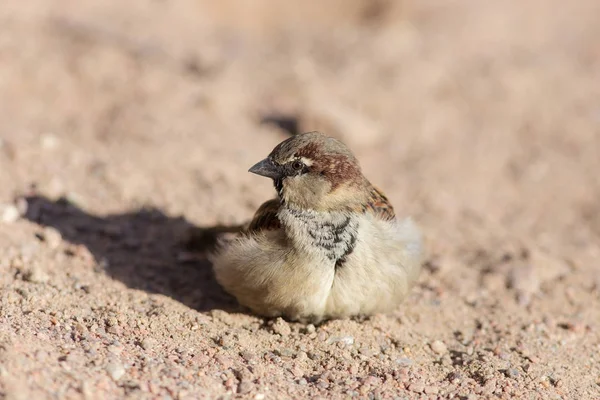 Portrait of a sparrow closeup — Stock Photo, Image