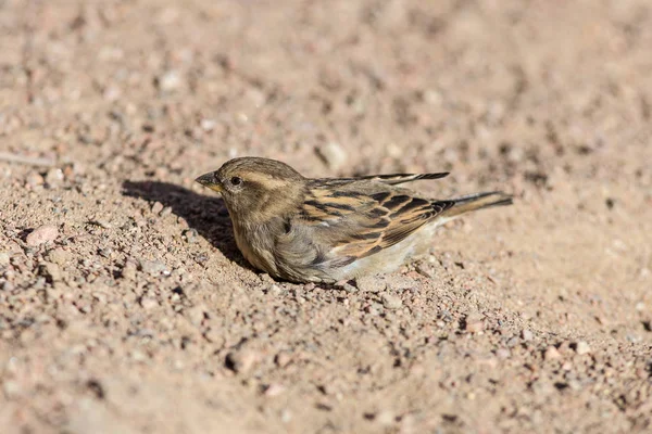 Portrait of a sparrow on the sand — Stock Photo, Image