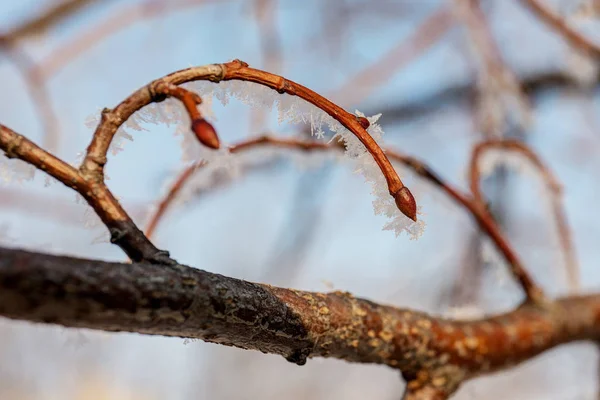 Ramo di un albero — Foto Stock