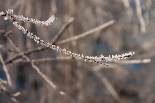 Ramo in una fredda mattina di primavera — Foto Stock