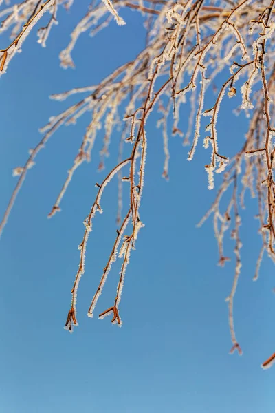 Birch branches with buds — Stock Photo, Image