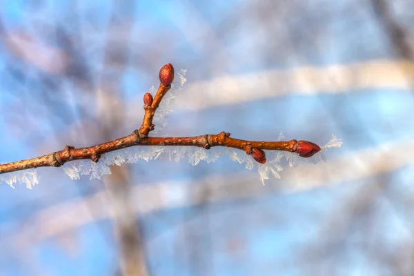 Branche dans le gel — Photo