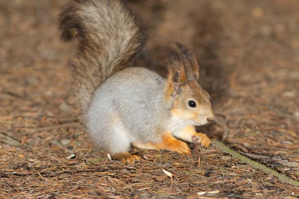 Eichhörnchen auf Herbstnadeln — Stockfoto