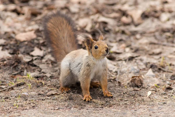 Portret van een nieuwsgierig eekhoorn — Stockfoto
