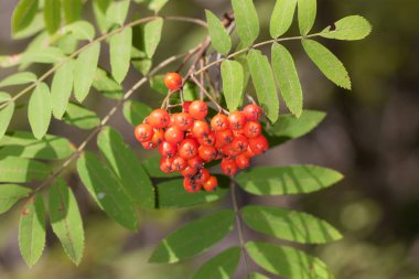 Üvez meyveleri tatlı