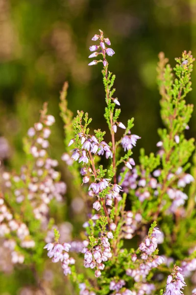 Blooming heather closeup — Stock Photo, Image