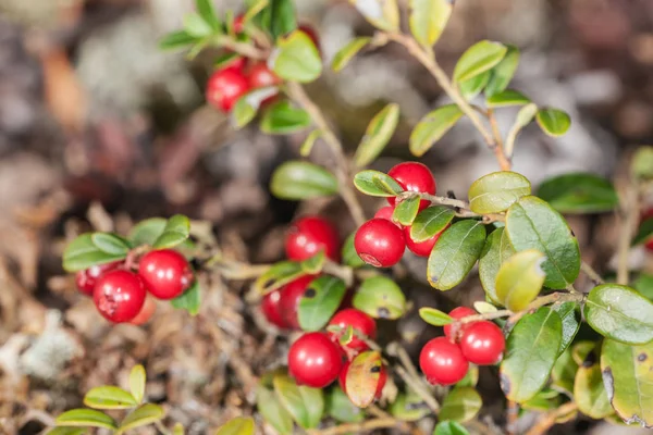 Reife Beeren der Preiselbeere — Stockfoto