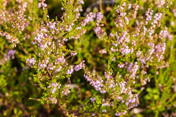 Yaz aylarında çiçek açan heather — Stok fotoğraf