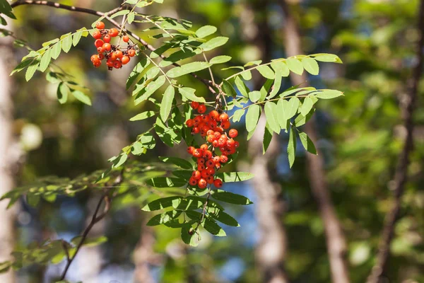 Rowan tree in the forest — Stock Photo, Image