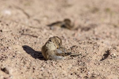 serçeler tüyleri temiz