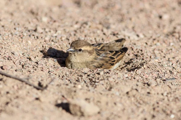 Sparrow in a sand pit — Stock Photo, Image