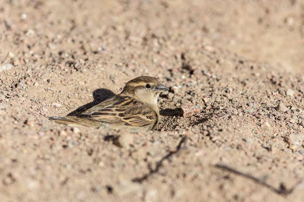 Portrait of a sparrow in a pit — Stock Photo, Image