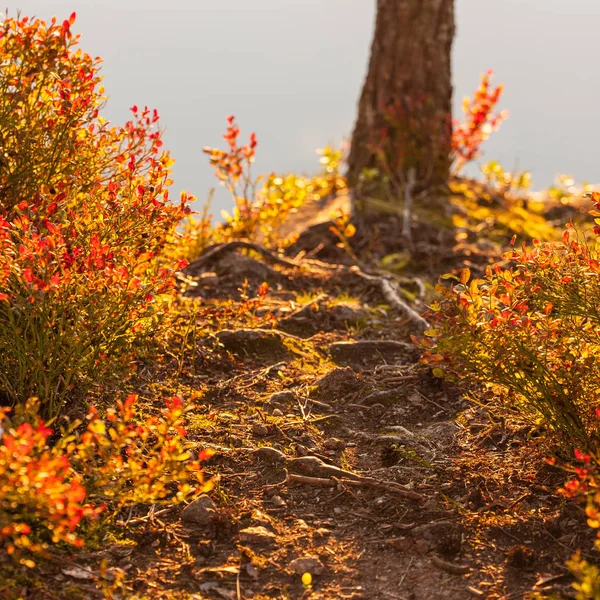 Yaban mersini çalı kırmızı yaprakları ile — Stok fotoğraf