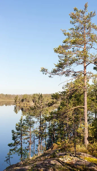 Pine trees on the rocky shore — Stock Photo, Image