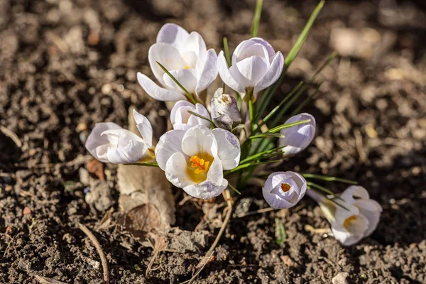 Azafrán blanco de primavera — Foto de Stock