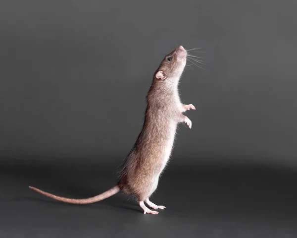 Staande bruin binnenlandse rat — Stockfoto