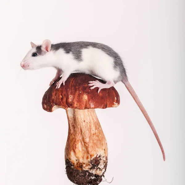 Rat on the cap — Stock Photo, Image