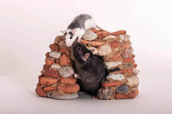 Casa para ratas —  Fotos de Stock