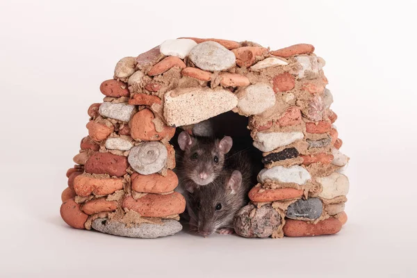 Deux rats dans la maison — Photo