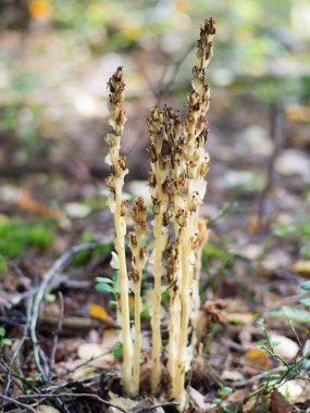 nadir bitki Hypopitys monotropa