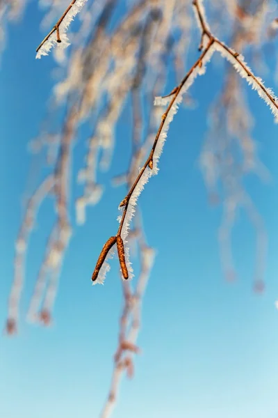 Birch branches in the frost — Stock Photo, Image
