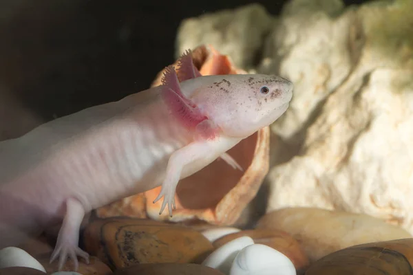 Axolotl close up — Stock Photo, Image