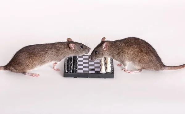 Ratos sobre um tabuleiro de xadrez — Fotografia de Stock