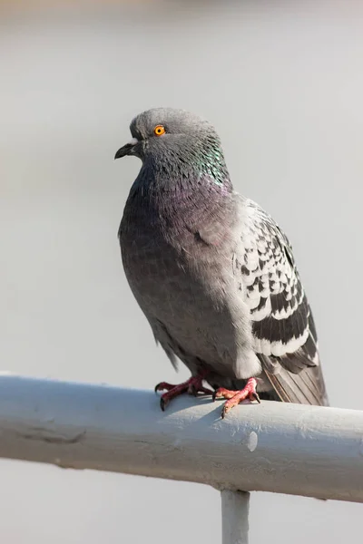 Retrato de close-up de pombo — Fotografia de Stock