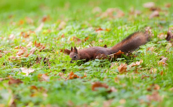 Squirrel in the grass — Stock Photo, Image