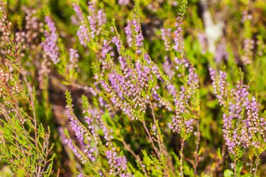 Heather gün güneşli yaz
